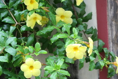 Allamanda cathartica